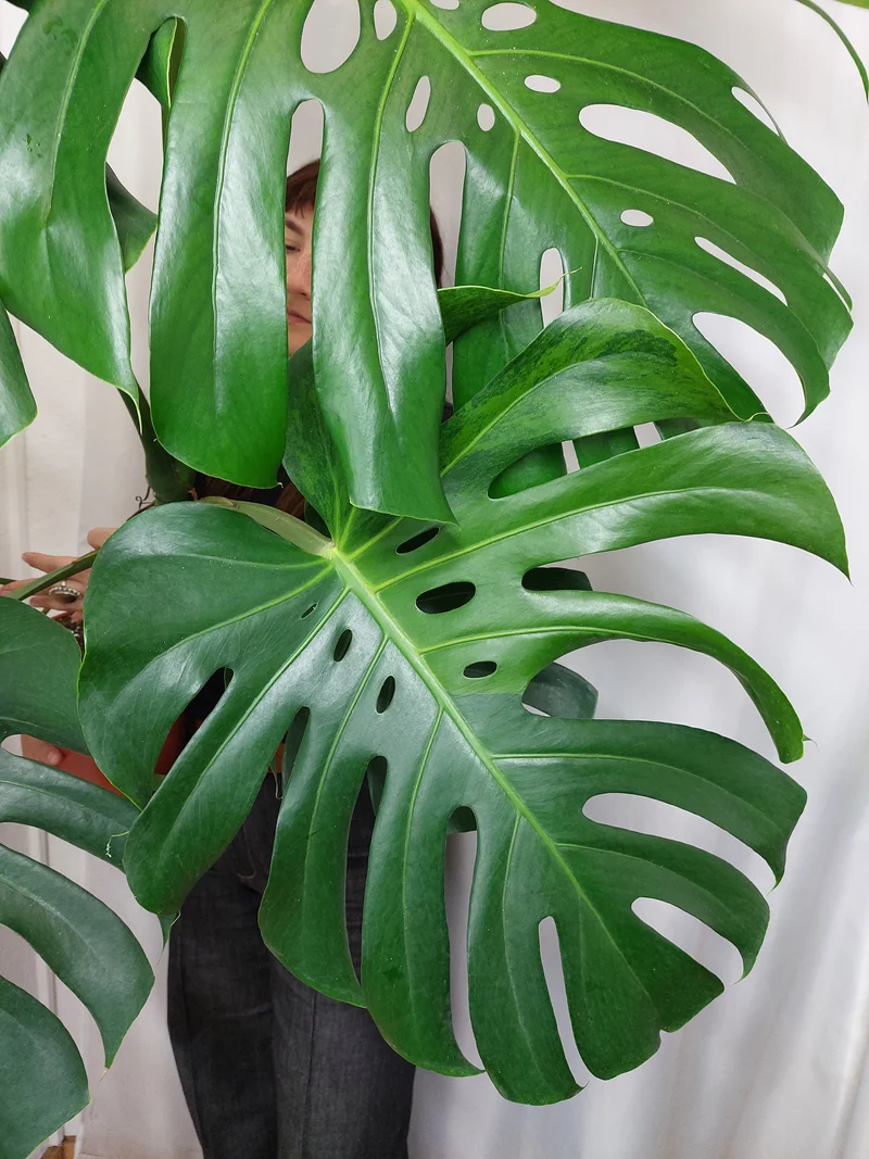 Monstera Green on Green