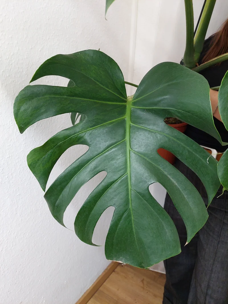 Monstera Green on Green