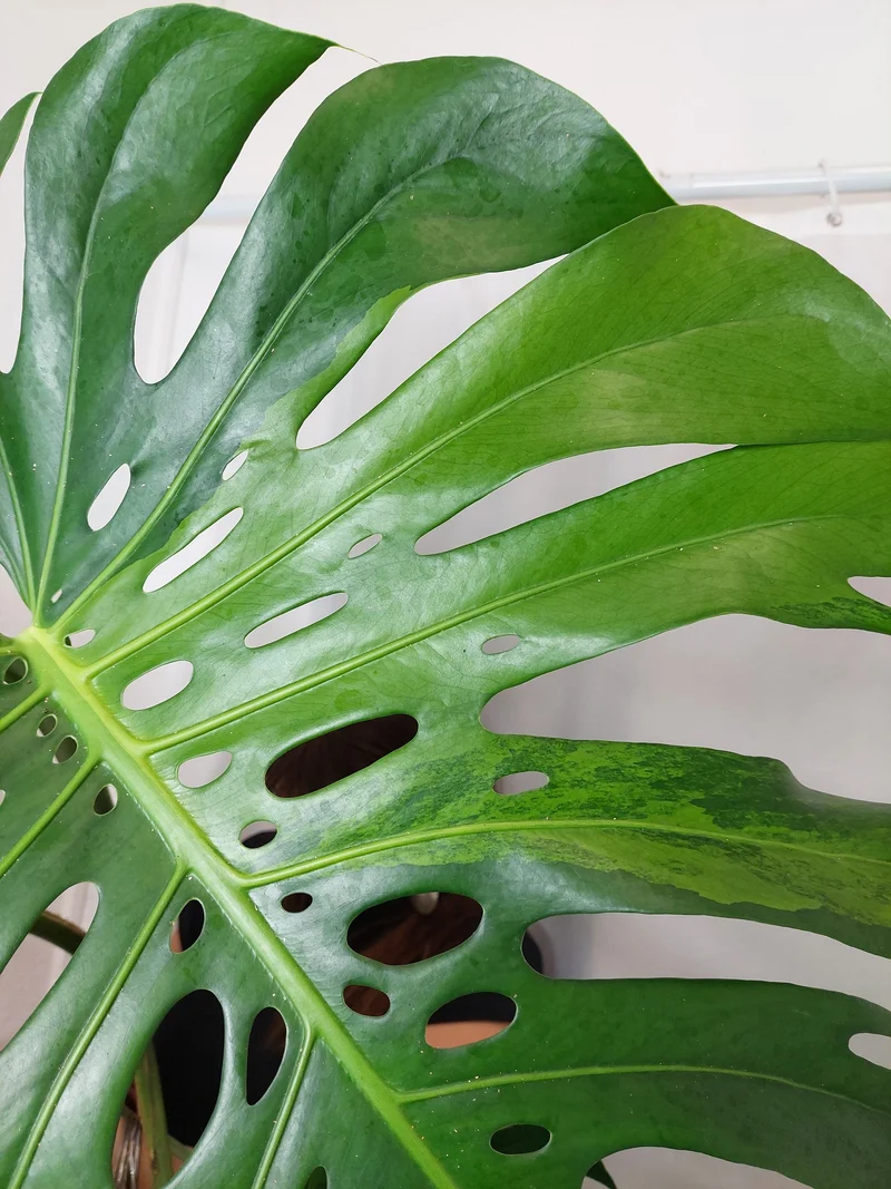 Monstera Green on Green