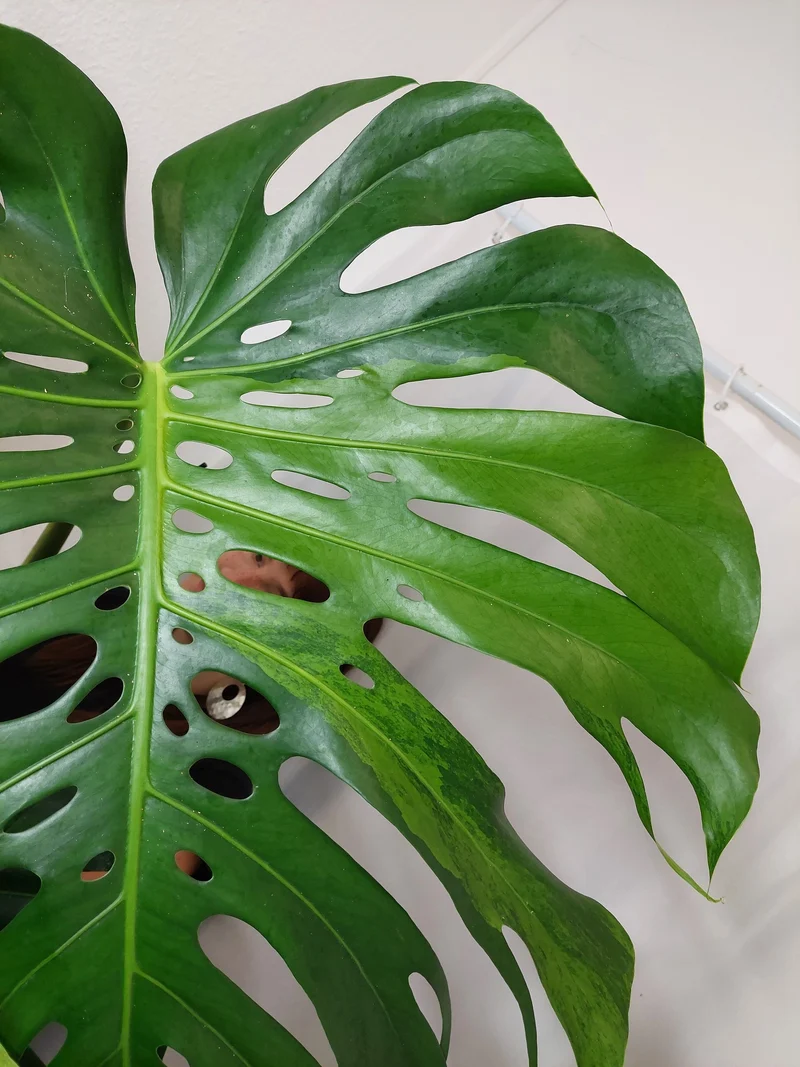 Monstera Green on Green