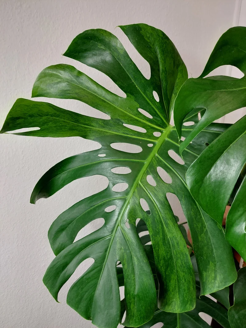 Monstera Green on Green