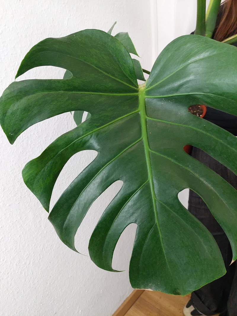 Monstera Green on Green