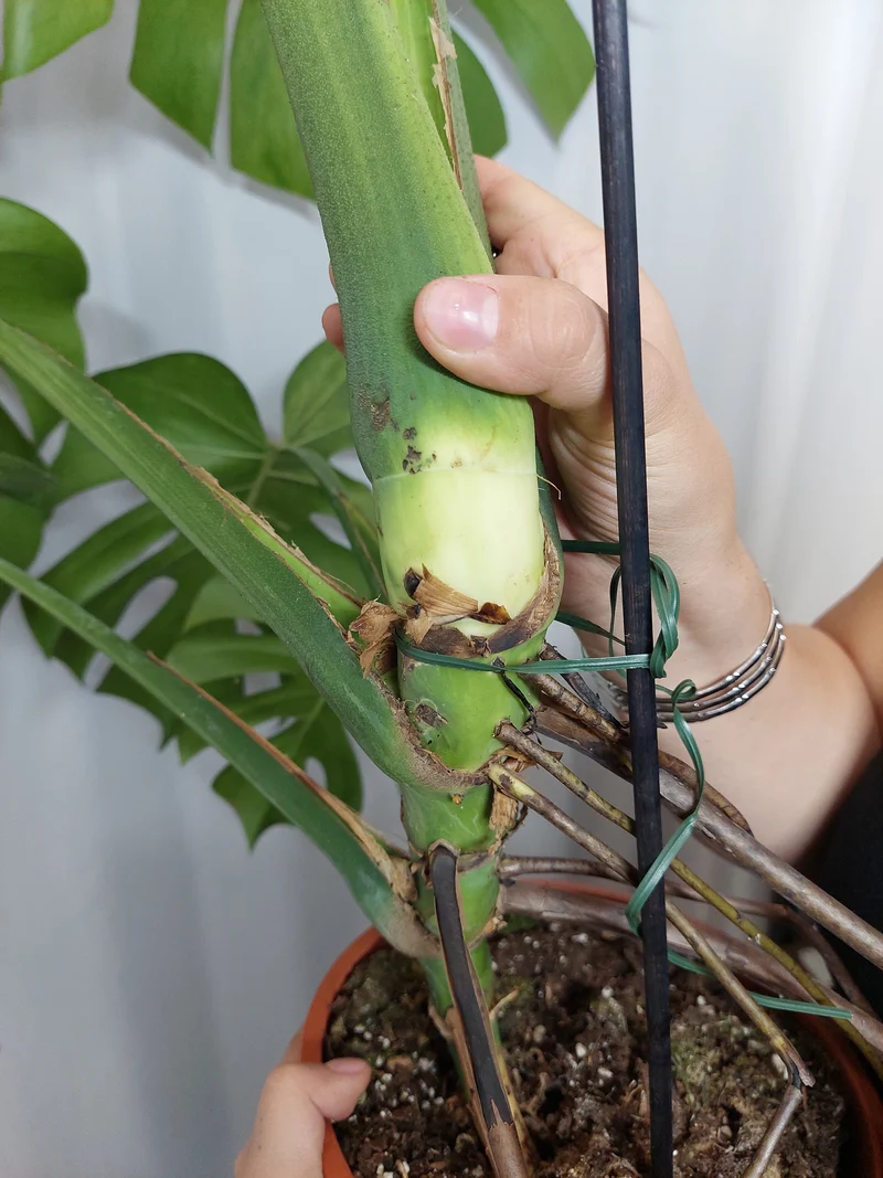 Monstera Green on Green