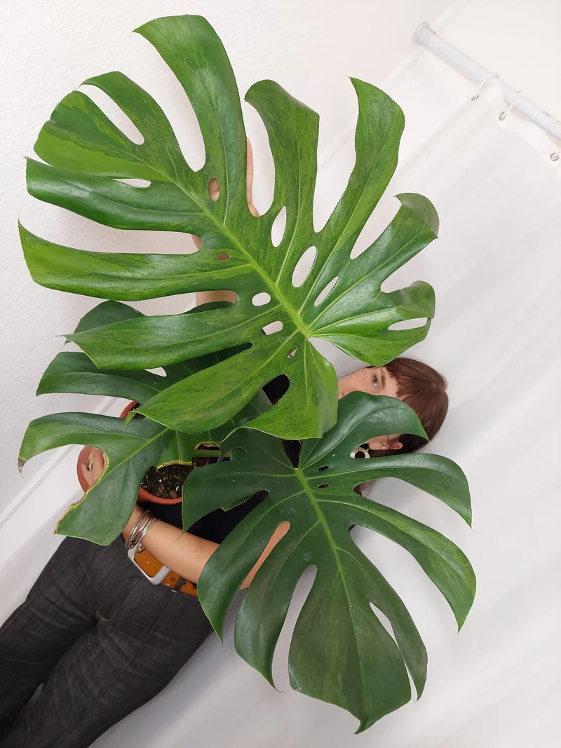 Monstera Green on Green