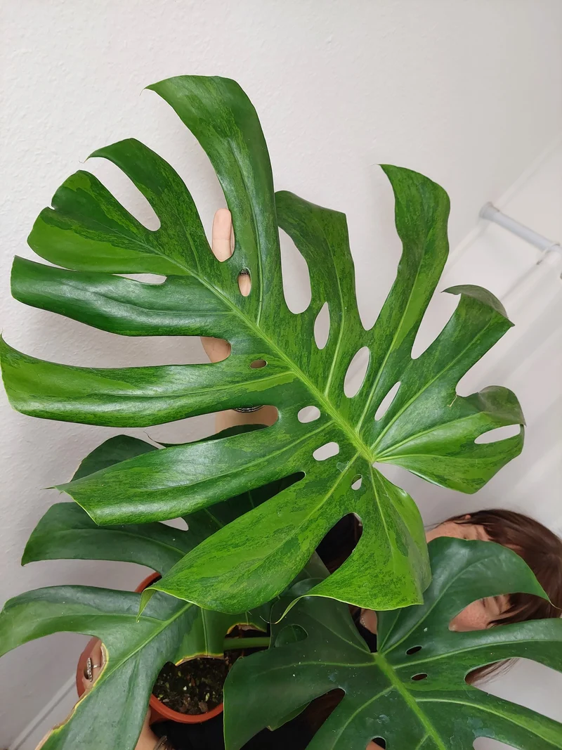 Monstera Green on Green
