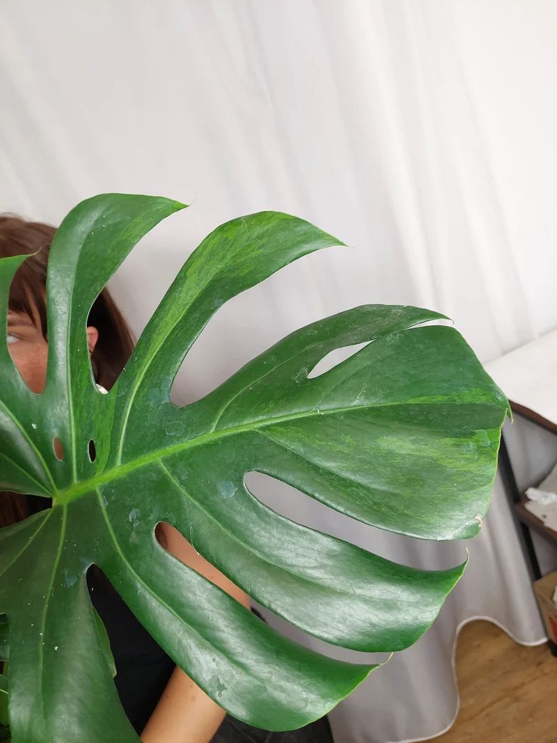 Monstera Green on Green