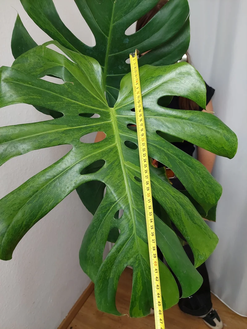 Monstera Green on Green