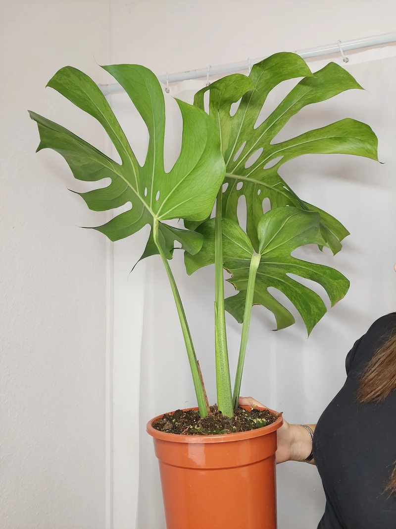 Monstera Green on Green