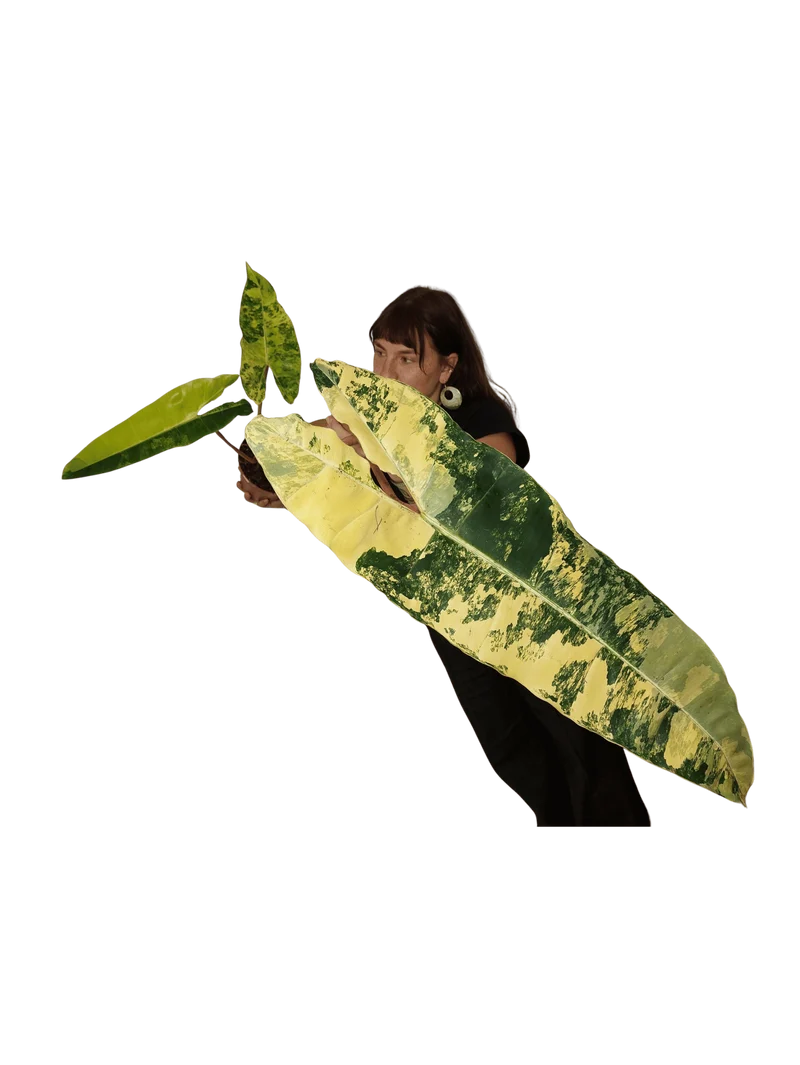 Philodendron Billietiae Variegata XXL