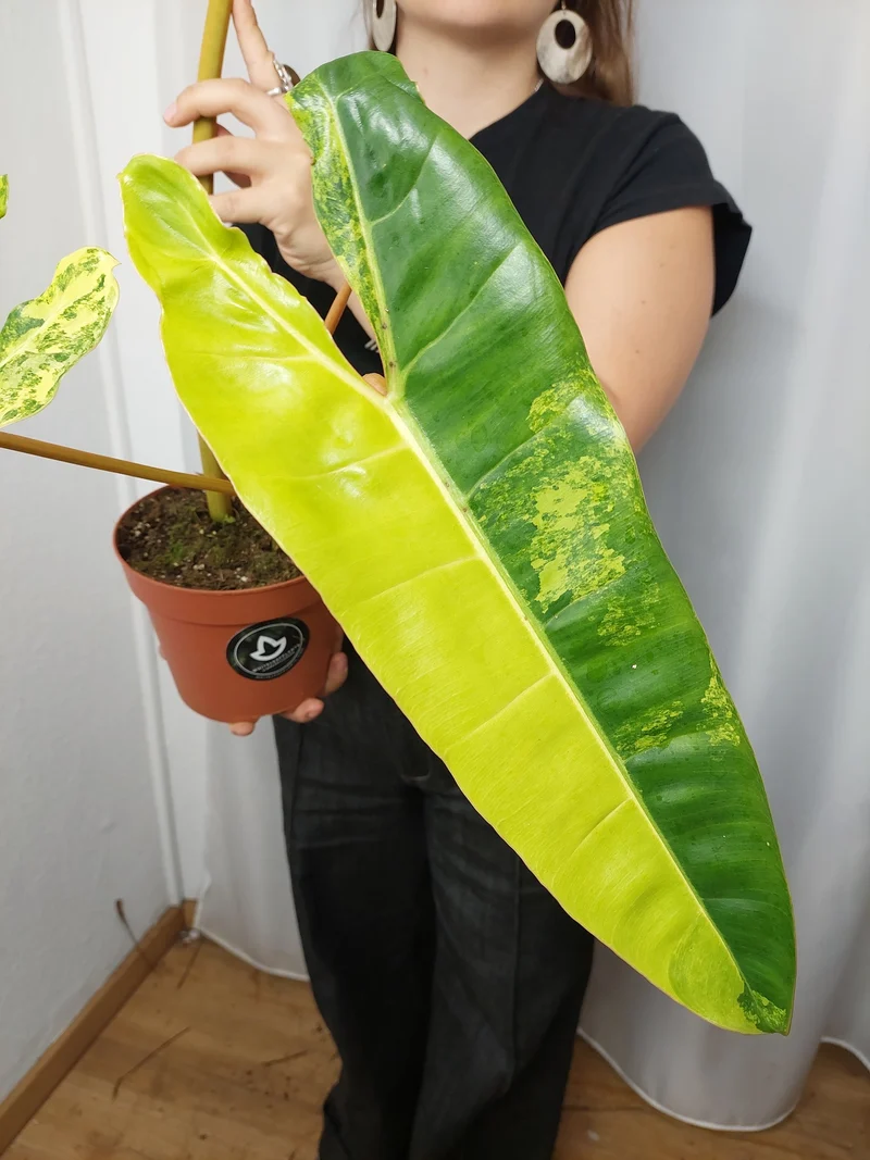 Philodendron Billietiae Variegata XXL