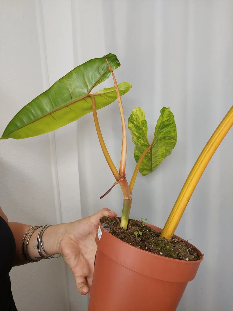 Philodendron Billietiae Variegata XXL