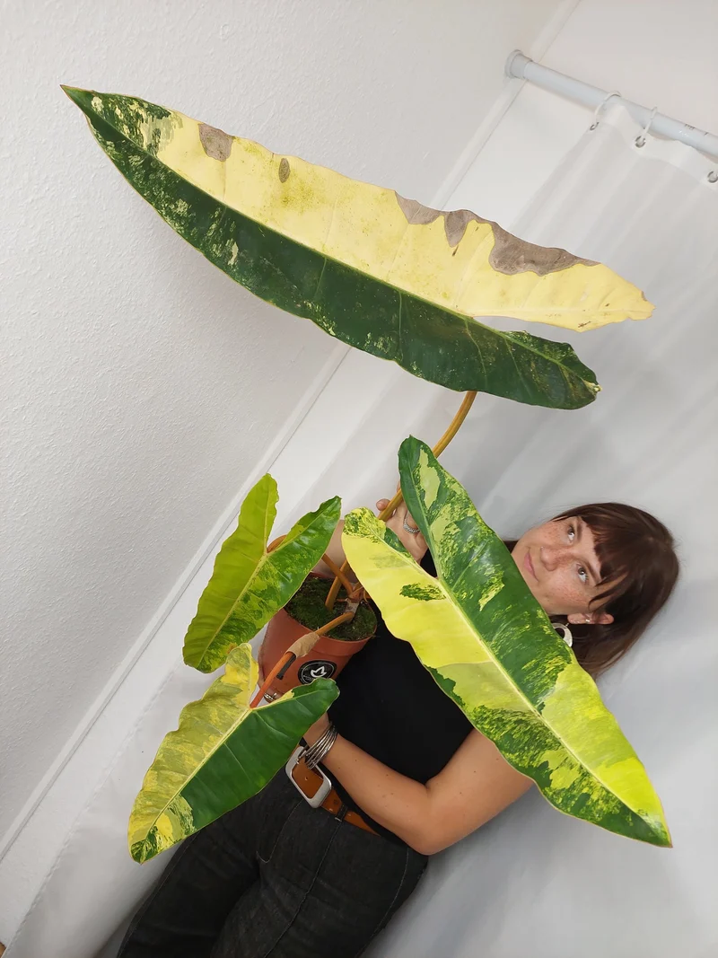 Philodendron Billietiae Variegata XXL