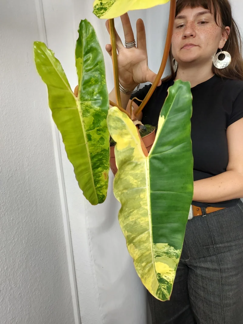 Philodendron Billietiae Variegata XXL