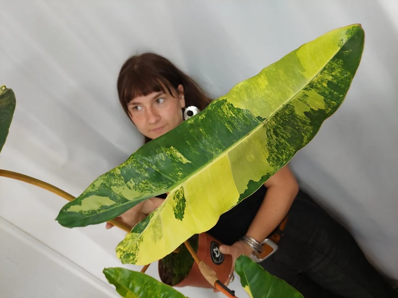 Philodendron Billietiae Variegata XXL