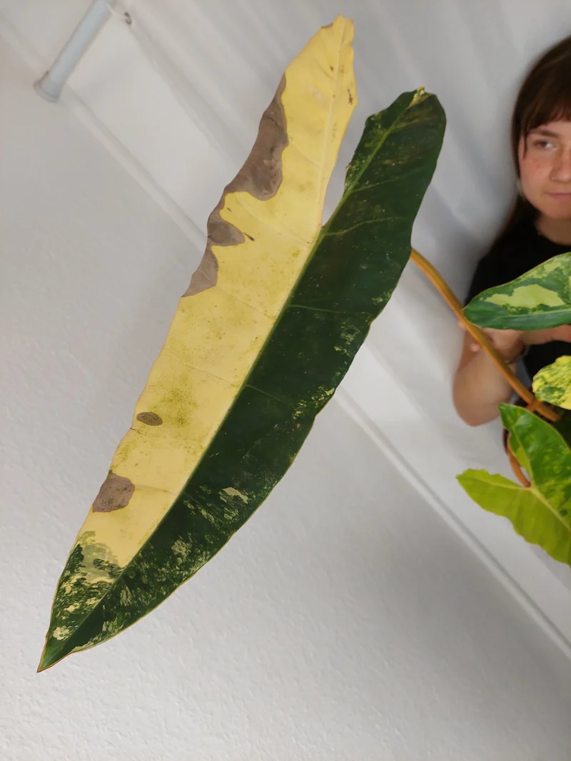 Philodendron Billietiae Variegata XXL