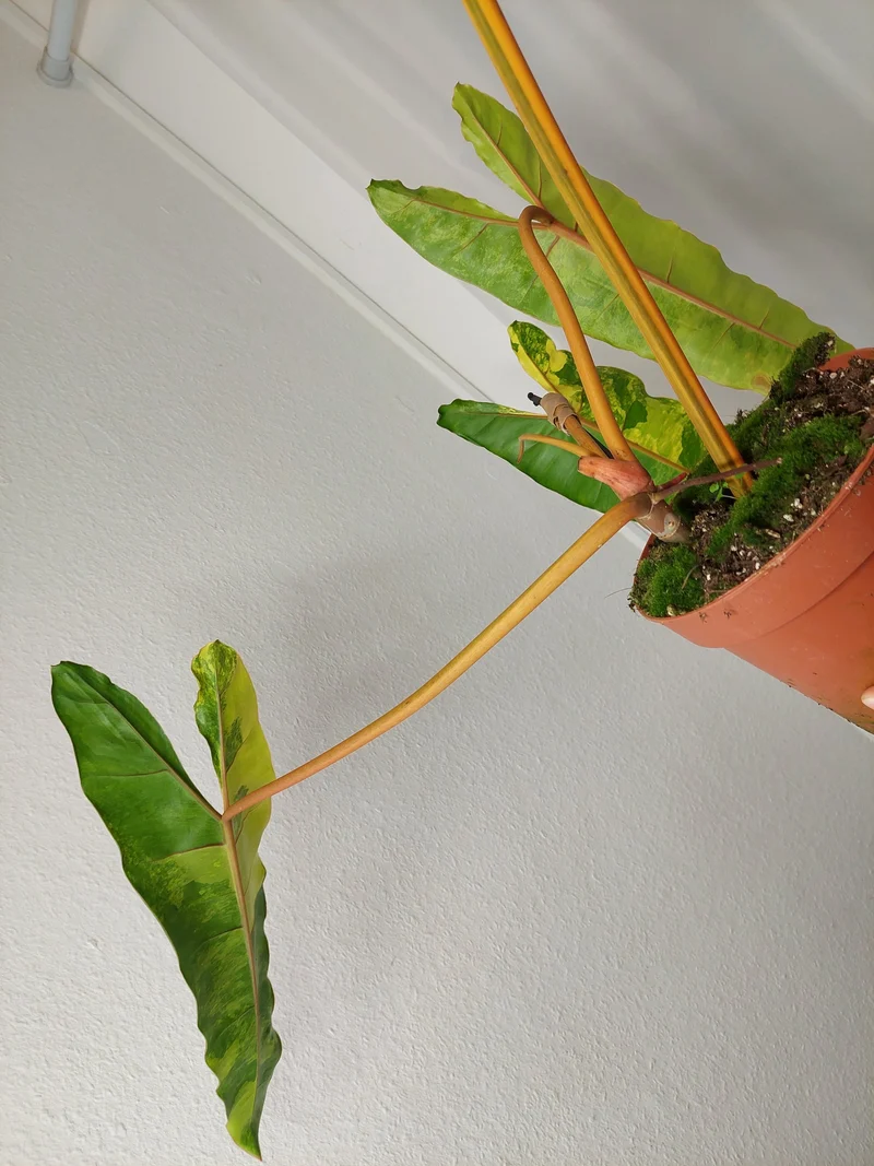 Philodendron Billietiae Variegata XXL
