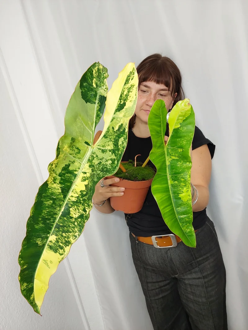 Philodendron Billietiae Variegata XXL