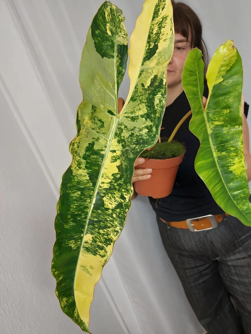 Philodendron Billietiae Variegata XXL