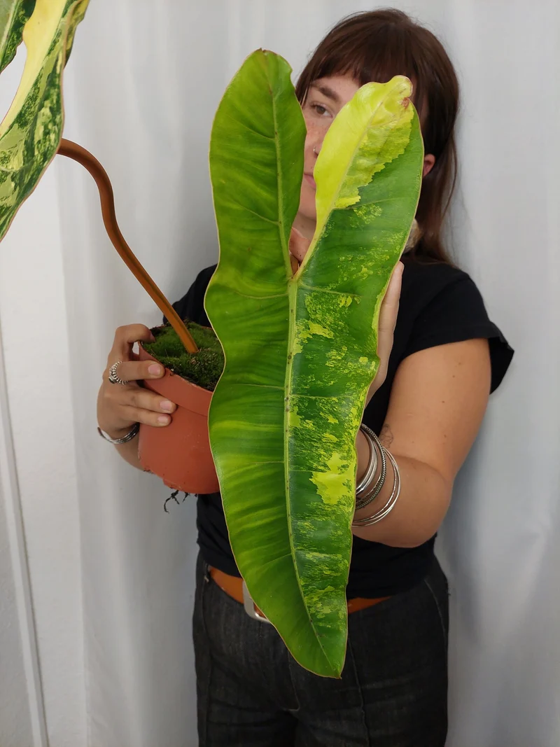 Philodendron Billietiae Variegata XXL