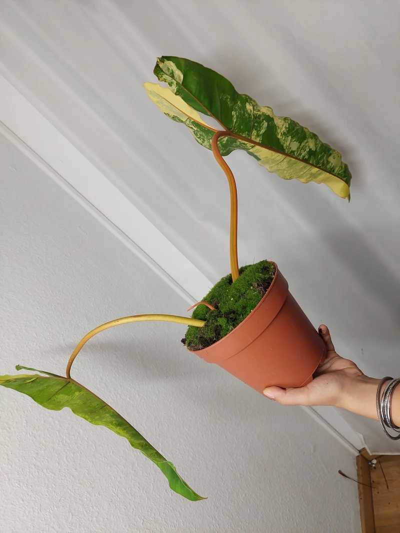 Philodendron Billietiae Variegata XXL
