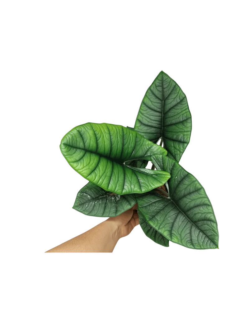 Alocasia Platinum groß
