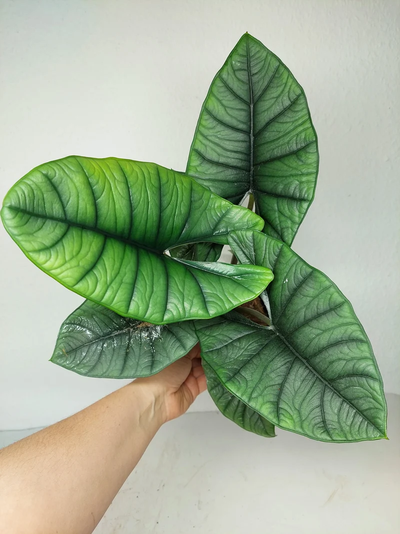 Alocasia Platinum groß