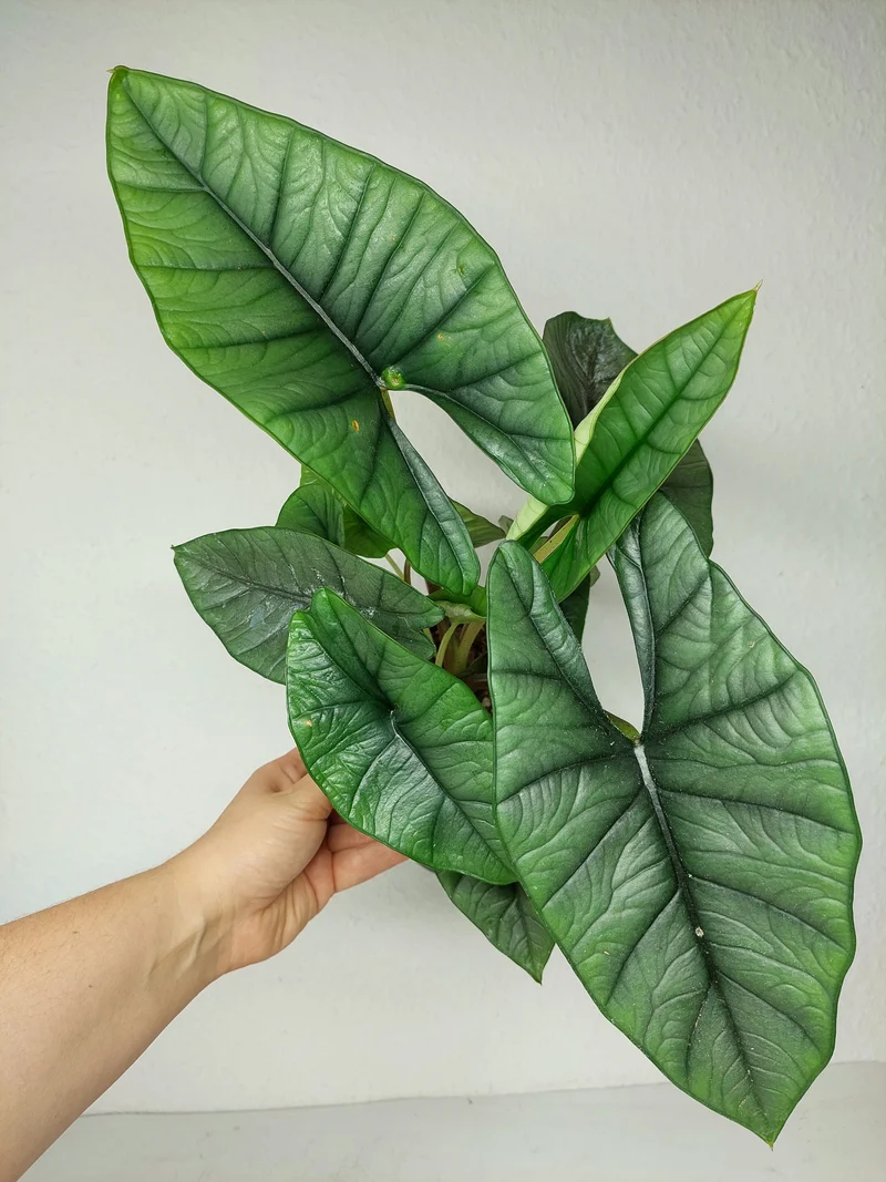 Alocasia Platinum groß