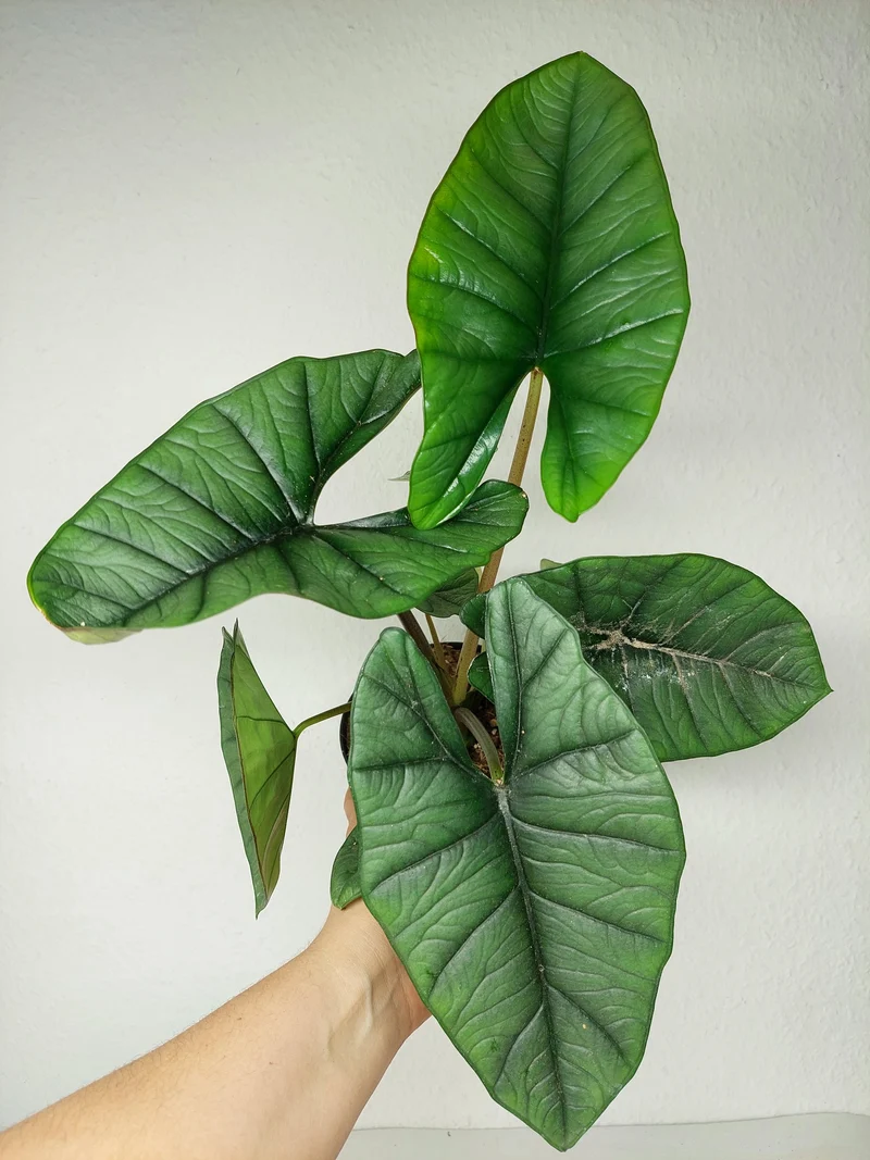 Alocasia Platinum groß
