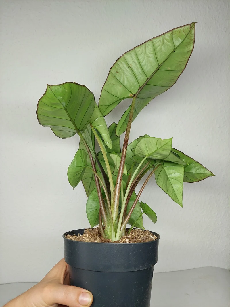 Alocasia Platinum groß