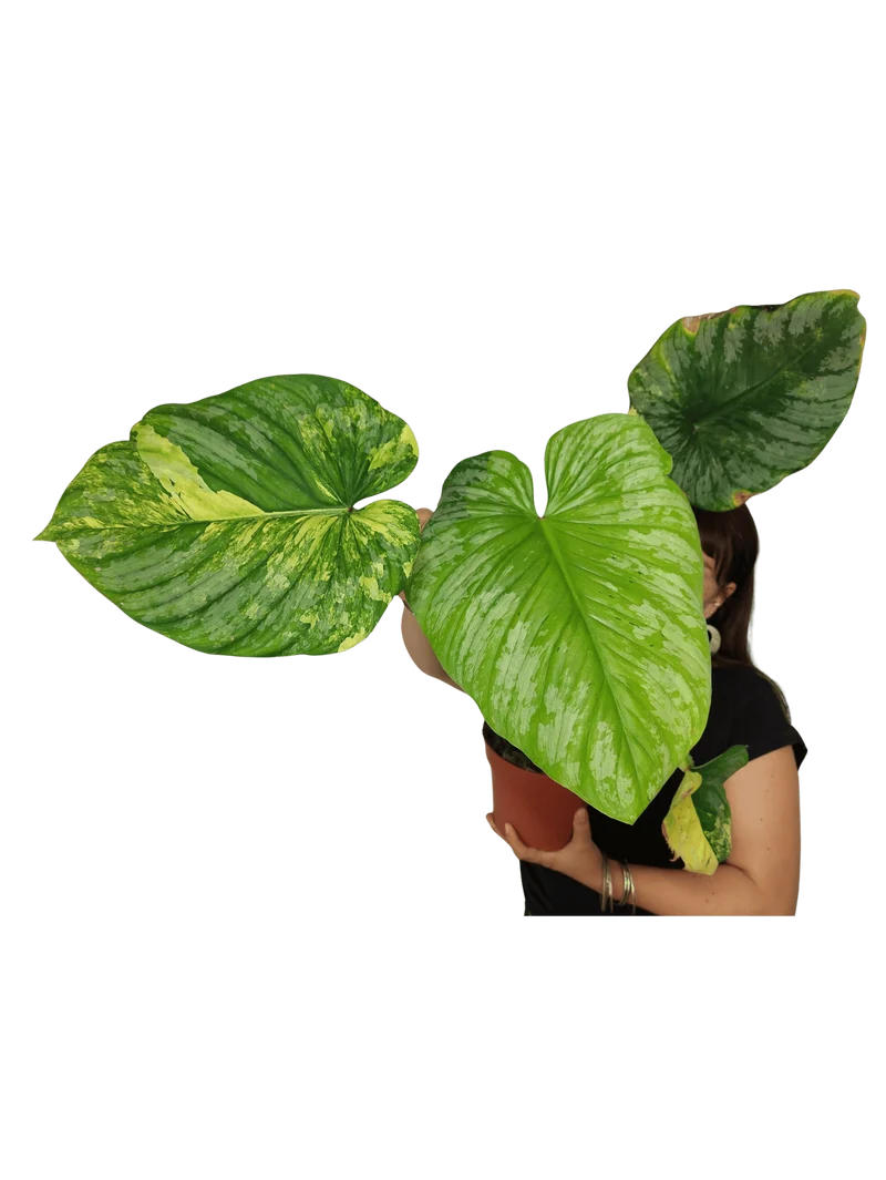 Philodendron Mamei Aurea Variegata