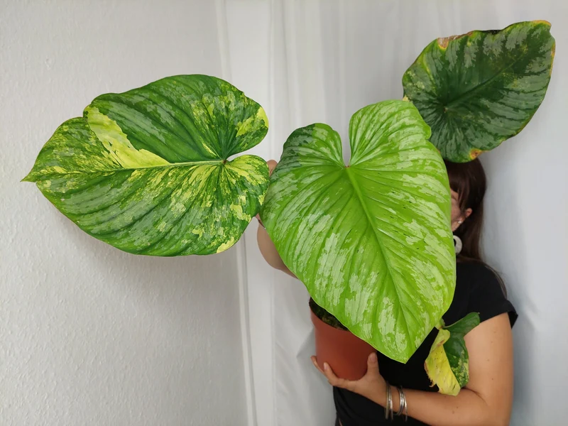 Philodendron Mamei Aurea Variegata