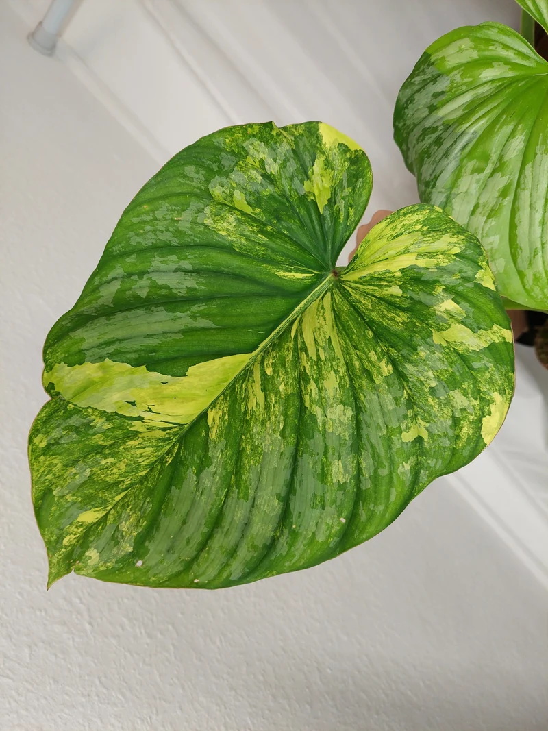 Philodendron Mamei Aurea Variegata