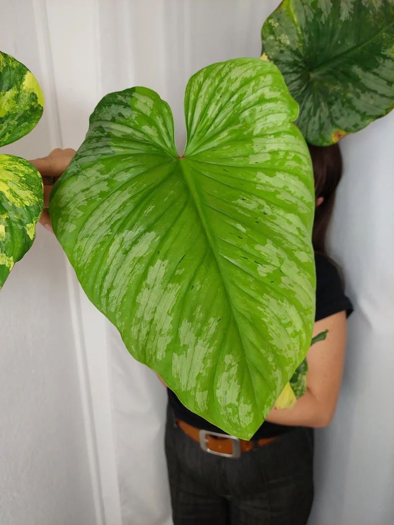 Philodendron Mamei Aurea Variegata