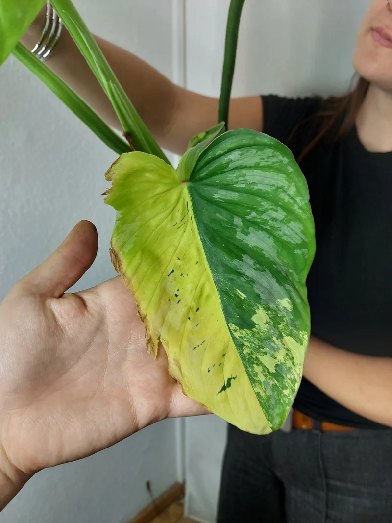 Philodendron Mamei Aurea Variegata
