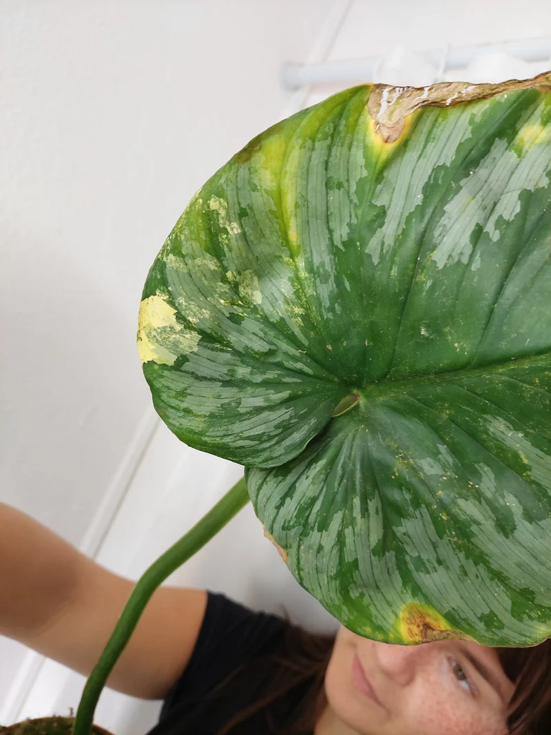 Philodendron Mamei Aurea Variegata