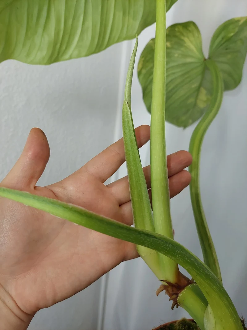 Philodendron Mamei Aurea Variegata
