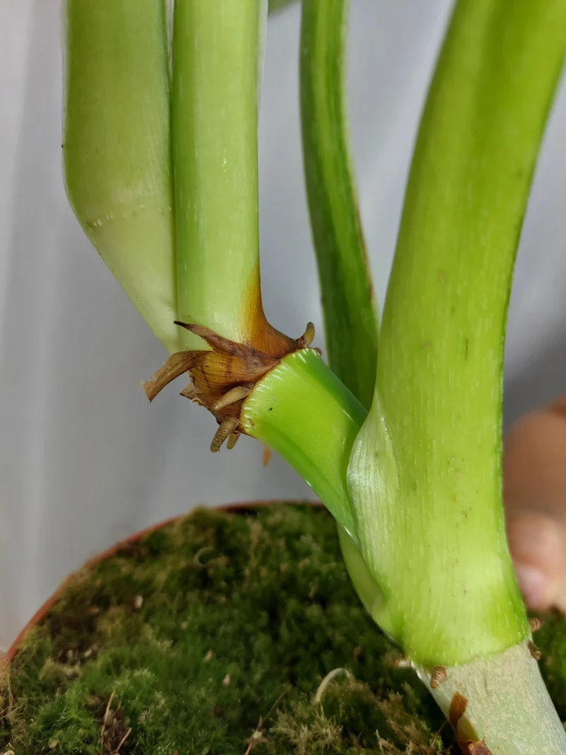 Philodendron Mamei Aurea Variegata