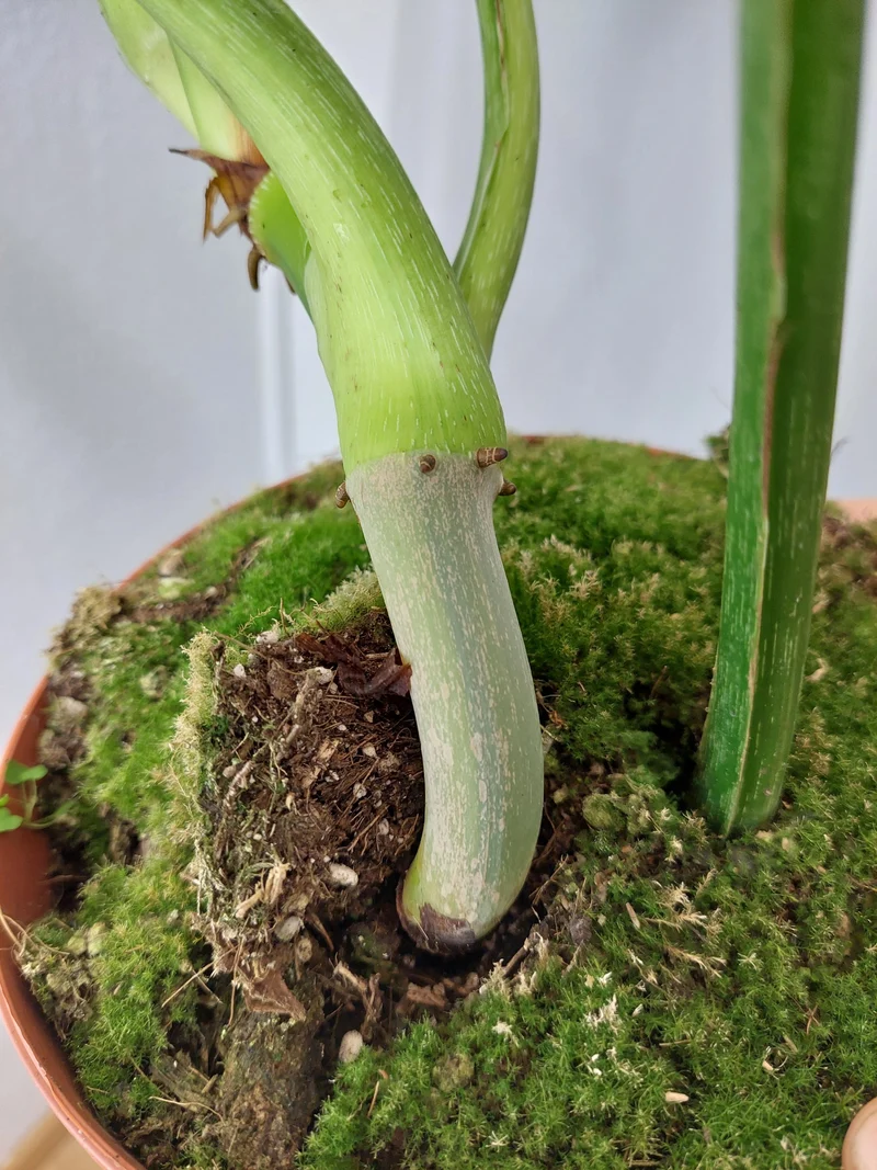 Philodendron Mamei Aurea Variegata