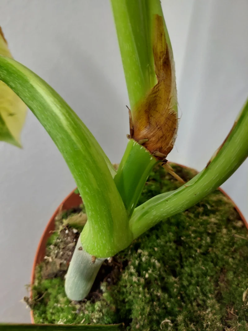 Philodendron Mamei Aurea Variegata