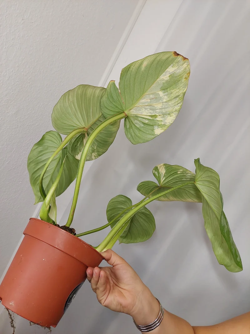 Philodendron Mamei Aurea Variegata
