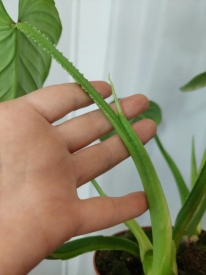 Philodendron Mamei Aurea Variegata