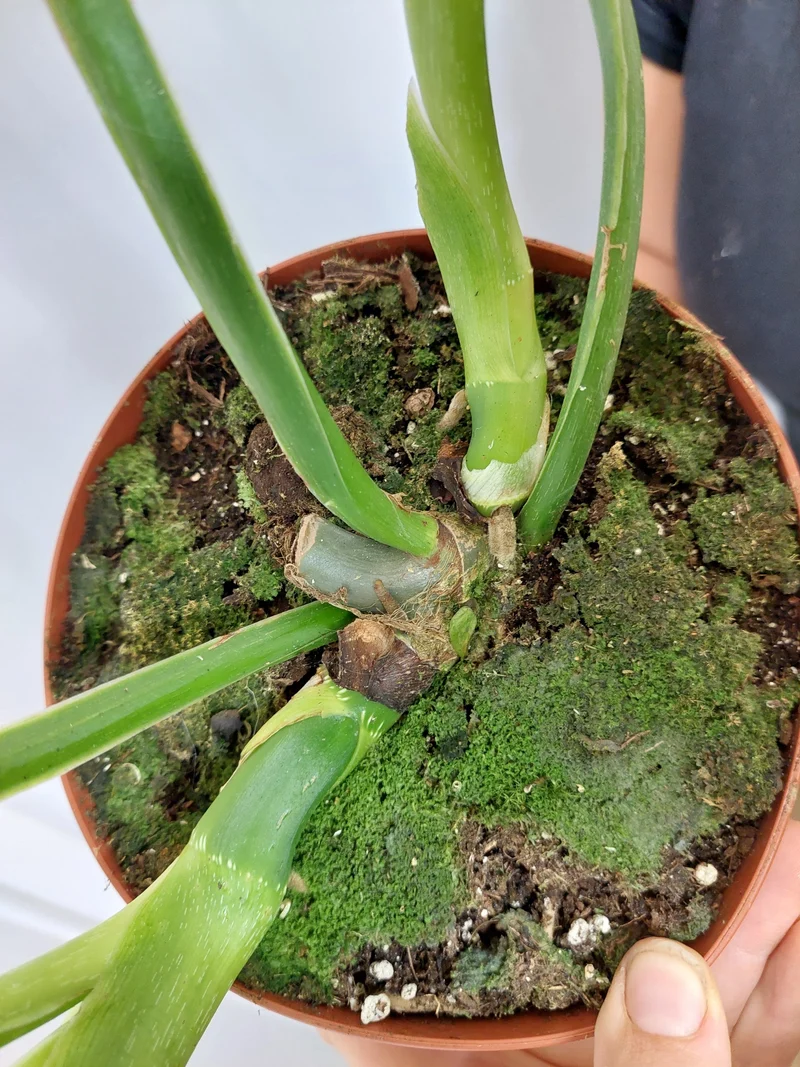 Philodendron Mamei Aurea Variegata