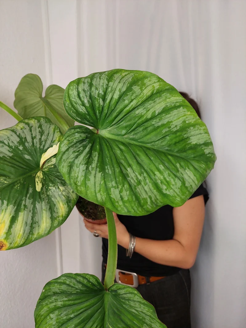 Philodendron Mamei Aurea Variegata