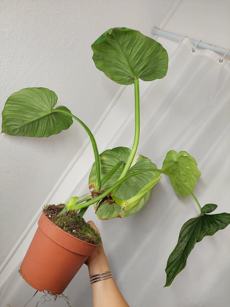Philodendron Mamei Aurea Variegata