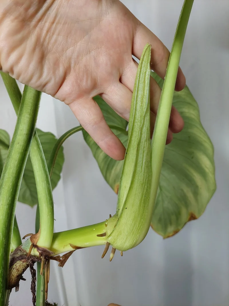 Philodendron Mamei Aurea Variegata
