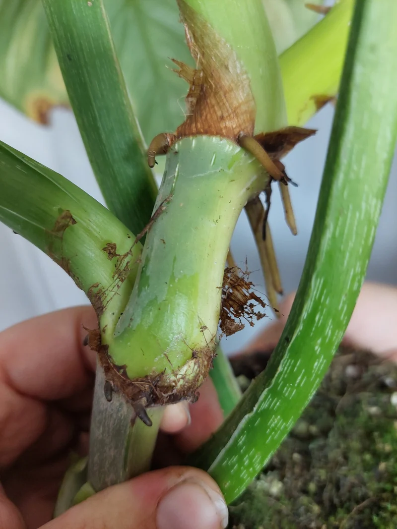 Philodendron Mamei Aurea Variegata