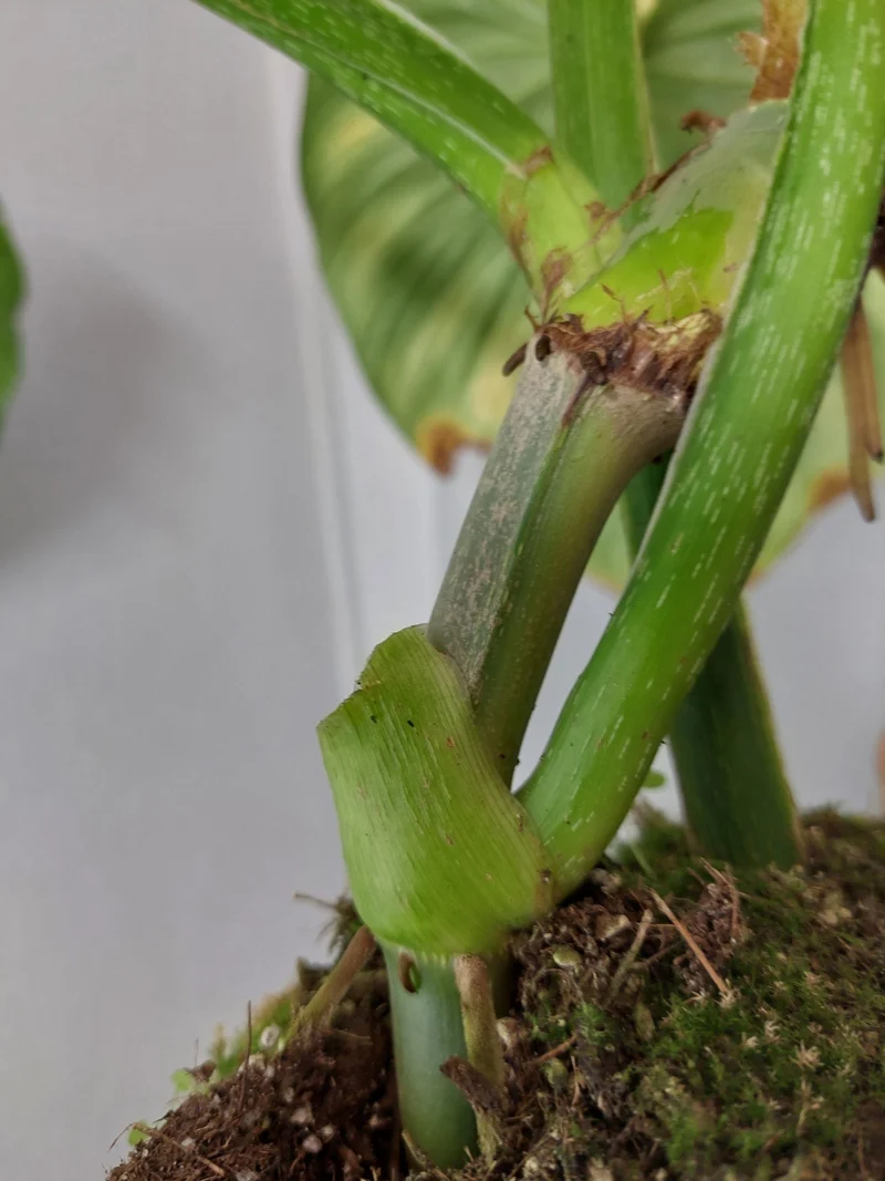 Philodendron Mamei Aurea Variegata