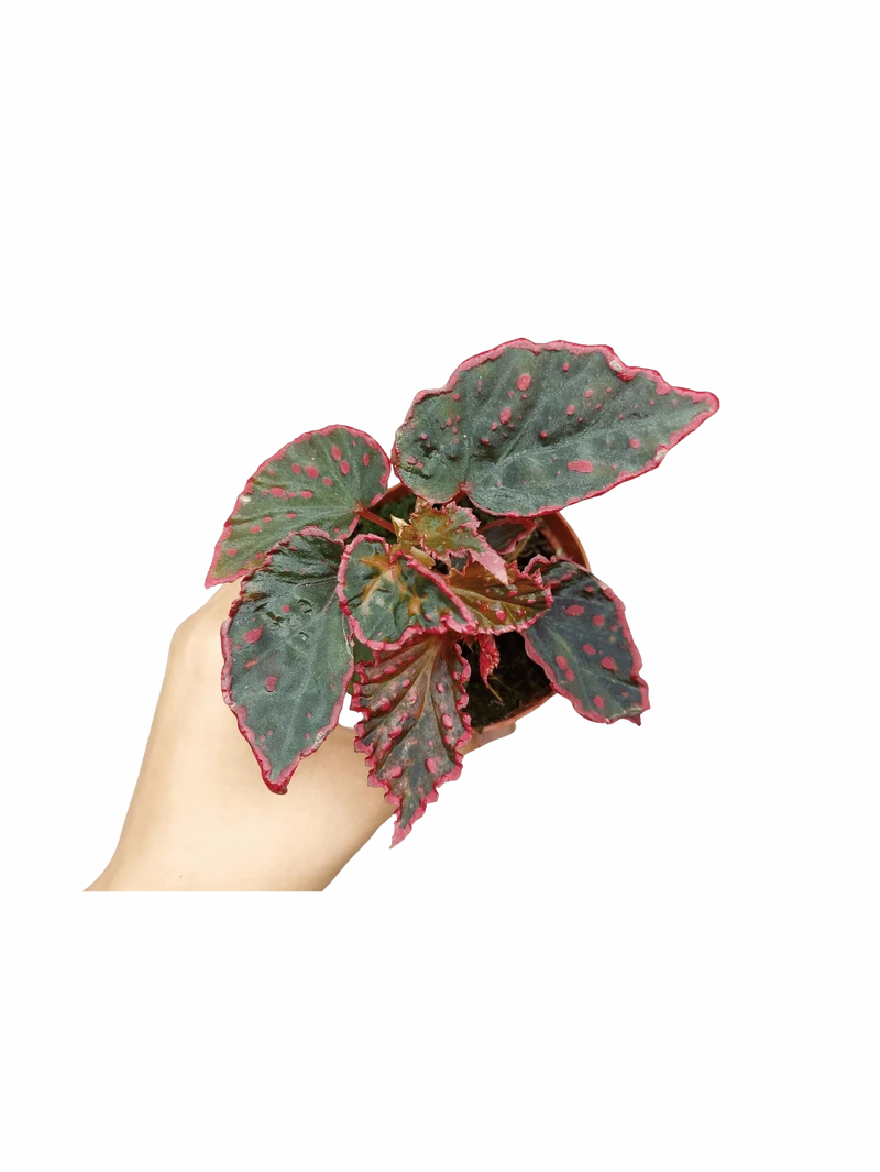 Begonia Medusa