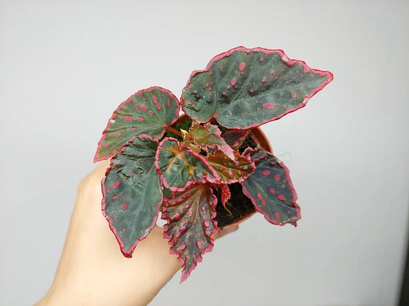 Begonia Medusa