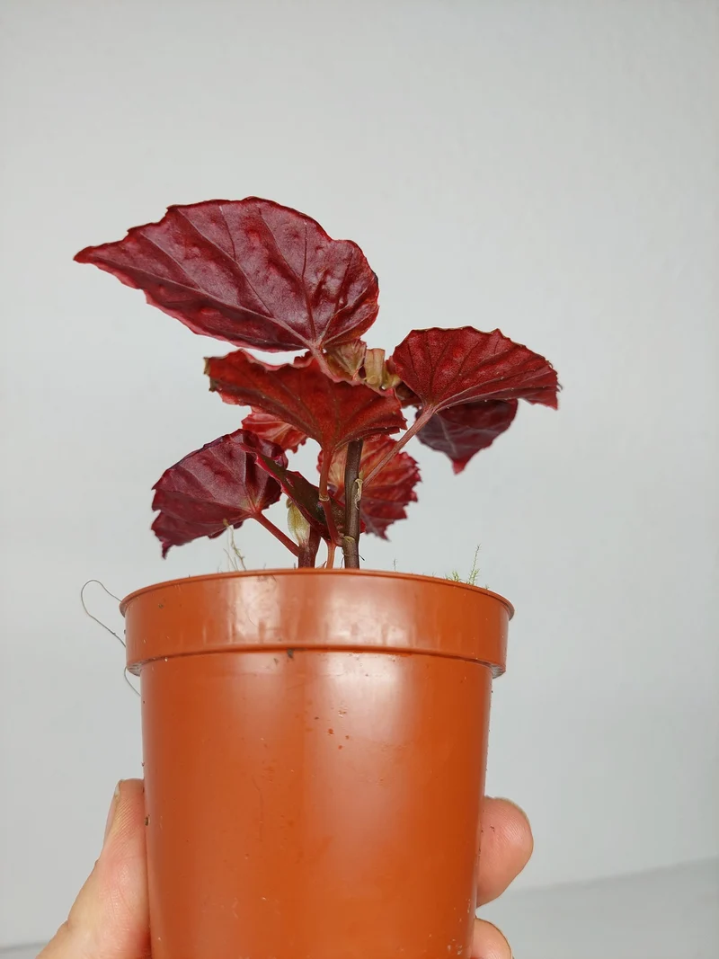Begonia Medusa